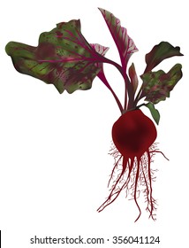 illustration with beet isolated on white background