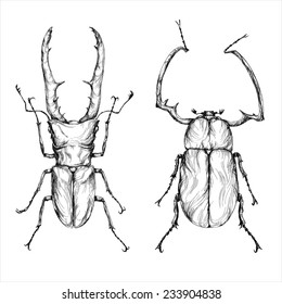 illustration of beetles on a wight background. vector illustration