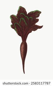 Illustration of a beetroot with dark red leaves and a brown root. The beetroot is depicted with detailed textures and vibrant colors on a light background. Vintage vegetable illustration vector.