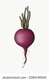 Illustration of a beetroot with green leaves. Beetroot drawing with detailed texture. Purple beetroot with roots. Vintage beetroot art on a light background. Vector isolated on white.