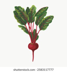 Illustration of a beetroot with green leaves. with leafy greens. Vibrant art. Beetroot with red roots and green leaves. illustration. Vintage vegetable illustration vector.