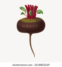 Illustration of a beetroot with green leaves and red stems. The beetroot is round and brown. The beetroot stands out with its vibrant red stems and green leaves. Vintage food illustration vector.