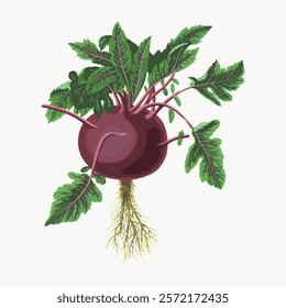 Illustration of a beetroot with green leaves. Beetroot with roots, vibrant leaves. Fresh beetroot, lush leaves, detailed roots. Beetroot art. Vintage plant vector element.