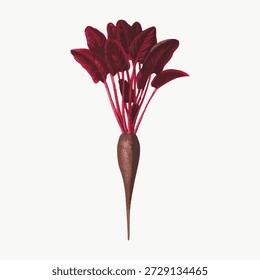 Ilustração de uma beterraba com folhas vermelhas. Arte de beterraba mostrando folhas vermelhas vibrantes. Design minimalista de beterraba com folhas vermelhas em um fundo branco. Vetor de ilustração vegetal vintage.
