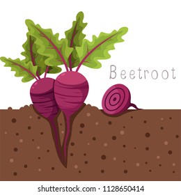 Illustration of beetroot vegetable