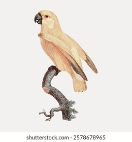 Illustration of a beige parrot perched on a branch. The parrot's detailed feathers and beak are highlighted. The parrot stands out against a plain background. Vintage bird illustration vector.