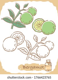 Ilustración de bergamot y botella de aromaterapia. Ilustración vectorial.