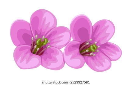 Illustration of a bergenia flower, or elephant's ears flower, isolated on a white background.