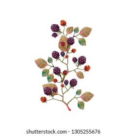 Illustration with berries blackberry isolated on white background. To create greeting cards, wedding invitations, congratulations patterns and ornaments. Vector. blackberry vector 