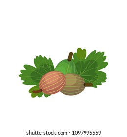 illustration of berries gooseberry