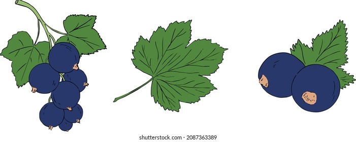 illustration of berries and leaves of black currant. Vector illustration