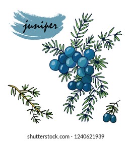 illustration of berries on a white background, vector, juniper