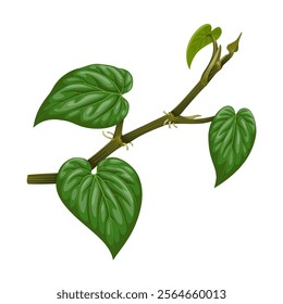 Illustration of betel leaf, scientific name Piper betle, isolated on white background.