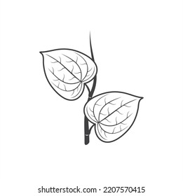 illustration of betel leaf, vector art.