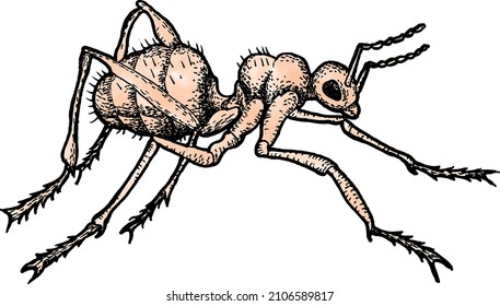 Illustration of a big ant on a white background