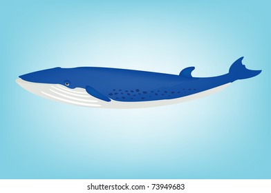 Illustration of the big blue whale