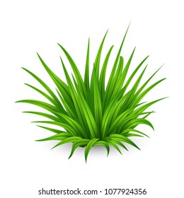 Illustration of big bunch of fresh thick green grass isolated on white background.