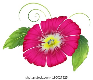 Illustration of a big carnation pink flower on a white background