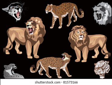 illustration with big cats collection isolated on black background