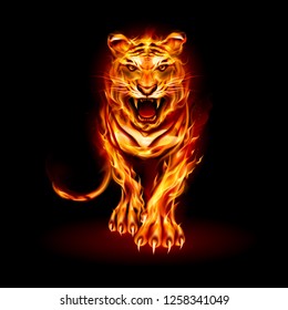 Illustration of Big Fire Tiger Walking and Roaring on Black Background for Design