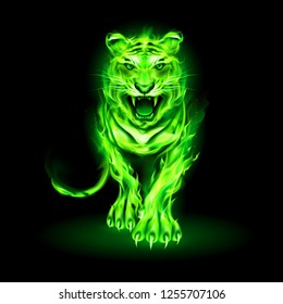 Illustration of Big Green Fire Tiger Walking and Roaring on Black Background