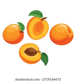 Ilustração de grande conjunto de diferentes tipos redondo damasco vetor de tamanho variado padrão perfeito para design de menu de bebidas de refeição orgânica suave a gourmet damasco temático arte