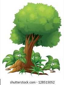 Illustration of a big tree on a white background