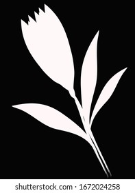 illustration of a big white tulip flower with a stem and leaves in on a black background
