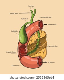 illustration of bile duct diagram - vector