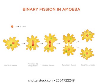 An illustration of binary fission in amoeba shows the cell dividing into two identical daughter cells through nucleus and cytoplasm division.