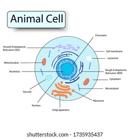 Illustration Biology Animal Cells Parts Labeled Stock Vector (Royalty ...