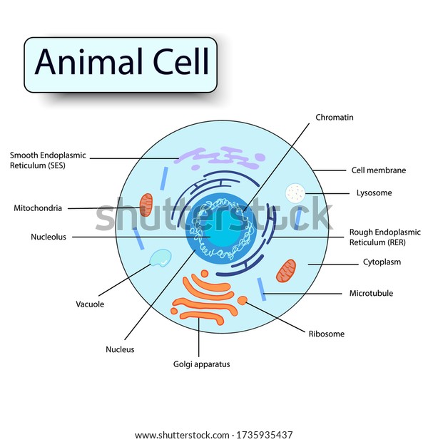 Illustration Biology Animal Cells Parts Labeled Stock Vector (Royalty ...