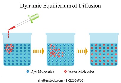 Illustration of biology. Dynamic equilibrium is a diffusion that changes the concentration of highly concentrated substances to low concentration substances until the density in all areas is balanced.