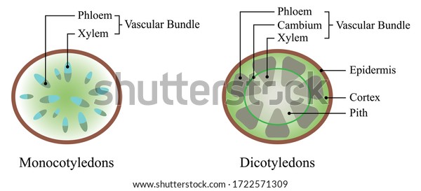Illustration of biology. The\
xylem and the phloem make up the vascular tissue of a plant and\
transports water, sugars, and other important substances around a\
plant.