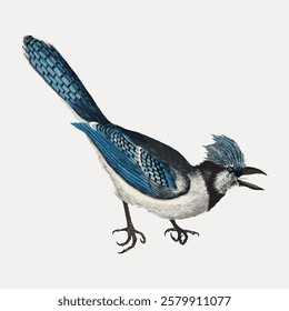 Illustration of a bird with blue and black feathers, a prominent crest, and an open beak. The bird's detailed plumage and stance are striking and vivid. Vintage bird illustration vector.