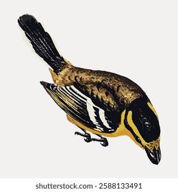 Illustration of a bird with brown and yellow feathers, black markings, and a long tail. The bird is perched, showing detailed plumage and markings. Vintage bird illustration vector.