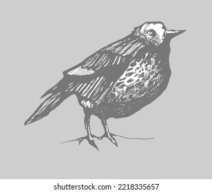 
illustration with a bird drawn in graphics by hand on a gray background