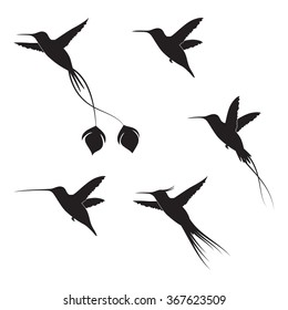 Illustration with bird Hummingbird on white background