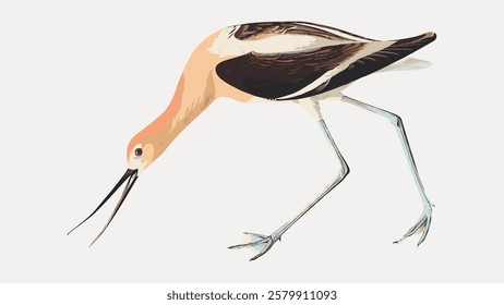 Illustration of a bird with a long beak and slender legs. The bird has a brown and white body. The bird is depicted in a walking pose on a plain background. Vintage bird illustration vector.