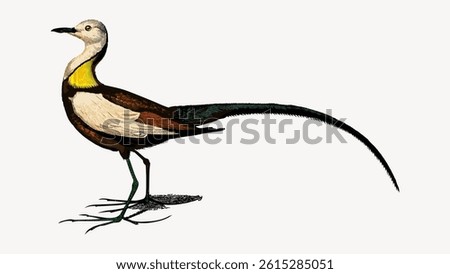 Illustration of a bird with a long tail, vibrant yellow and brown plumage. The bird stands gracefully, showcasing its long tail and colorful feathers. Vintage bird illustration, animal vector.