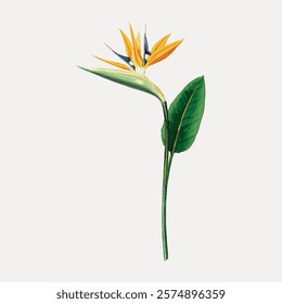 Illustration of a Bird of Paradise flower with vibrant orange and blue petals. The Bird of Paradise stands tall with green leaves. Exotic Bird of Paradise design. Vintage nature illustration, vector.