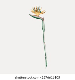 Illustration of a bird of paradise flower with vibrant yellow petals and green stem. The bird of paradise flower stands tall, showcasing its unique beauty. Vintage art, isolated vector element.