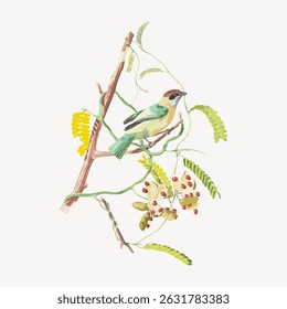 Illustration of a bird perched on a branch with leaves and berries. The bird is colorful, surrounded by green leaves and red berries, creating a natural scene. Vintage bird illustration vector.
