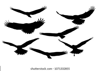 Illustration bird of prey. Flying birds.