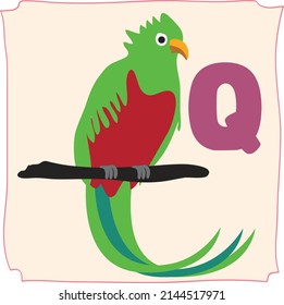 Illustration eines Vogel Quetzal - Tieralphabet - Buchstabe Q