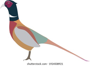 illustration of bird (Ring necked pheasant)
