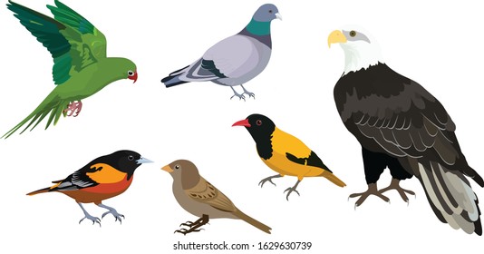 illustration of bird side vector