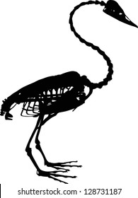 illustration with bird skeleton isolated on white background