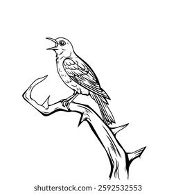 
Illustration of a bird that looks like it is singing with its beak wide open with a happy expression