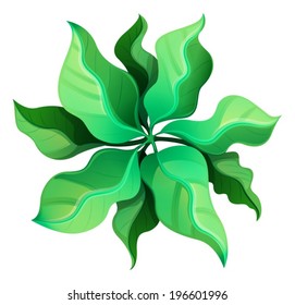 Illustration of a birdeye view of a green plant on a white background